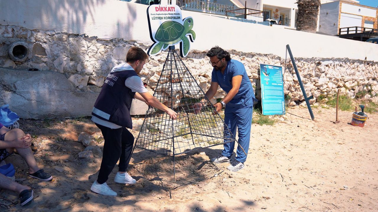 Didim’in Kıyıları Yeni Canlara Ev Sahipliği Yapıyor