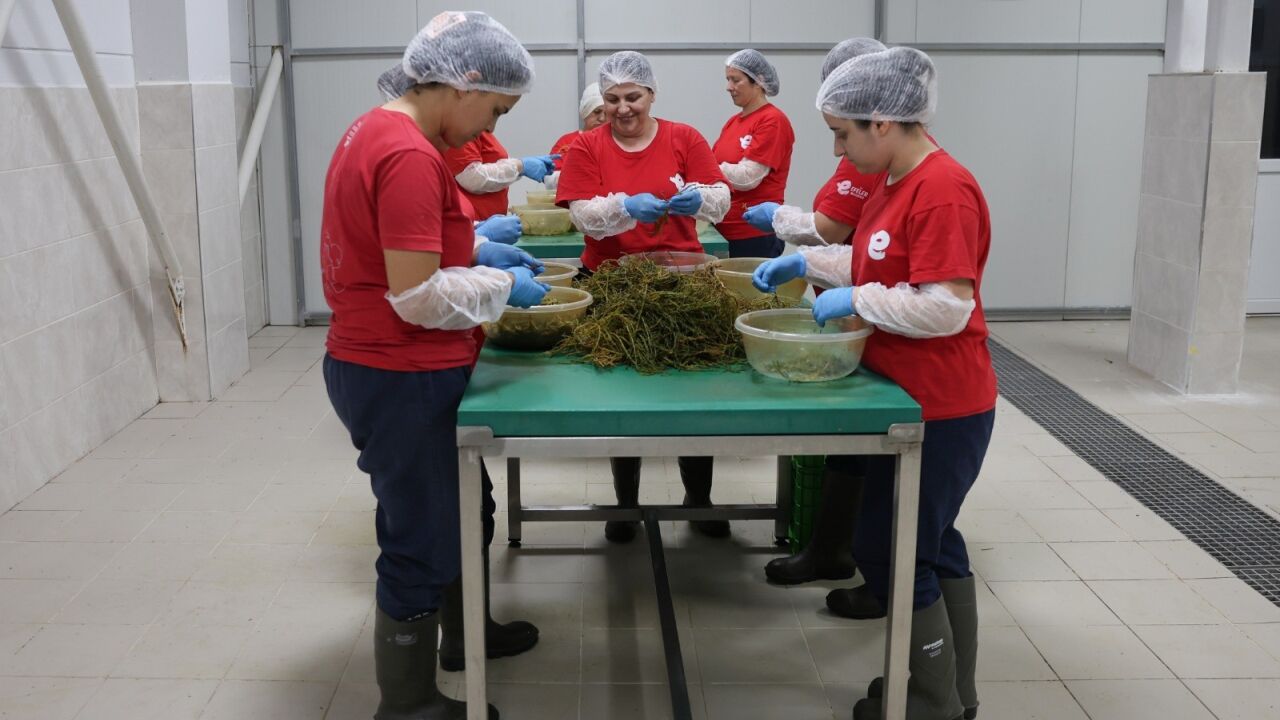 Efeler’in Fabrikasında Yaz Bereketi 4