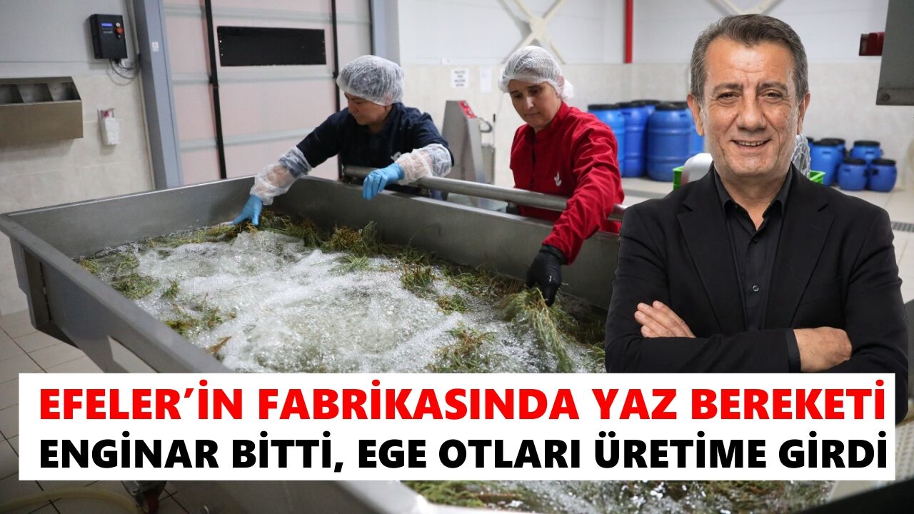Efeler’in fabrikasında yaz bereketi: Enginar bitti, Ege otları üretime girdi