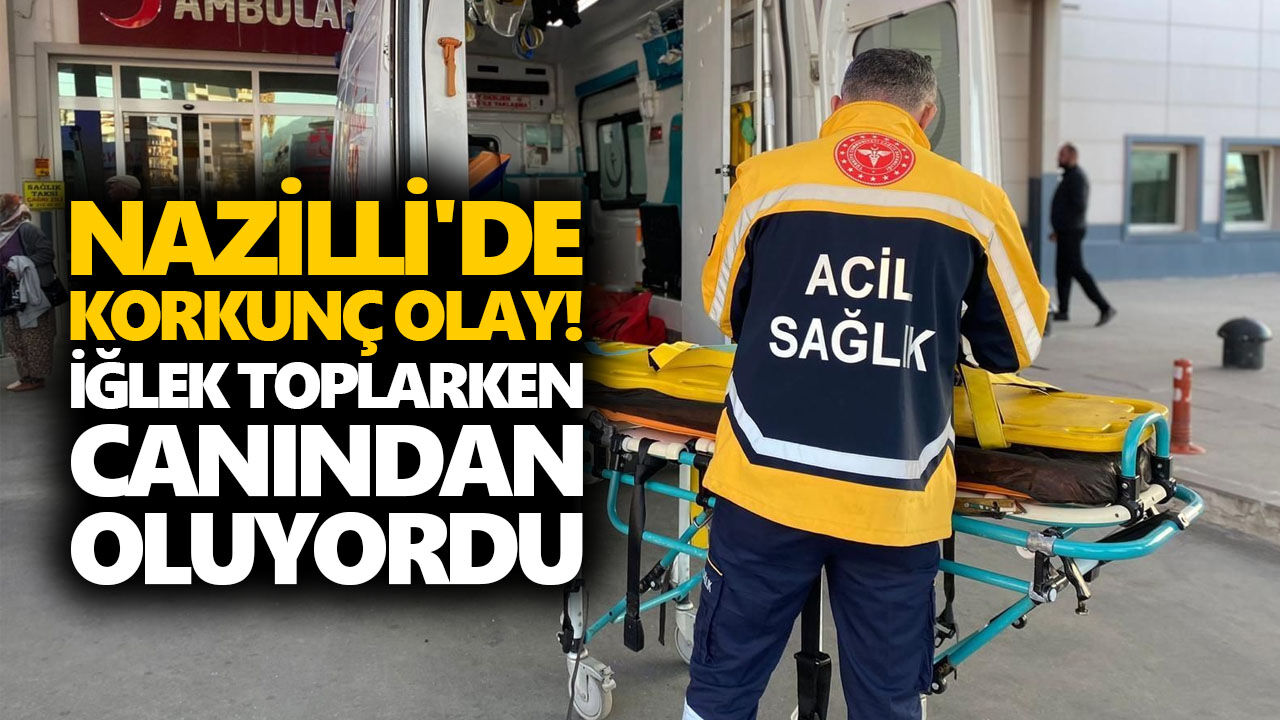 Nazilli'de korkunç olay! İğlek toplarken canından oluyordu
