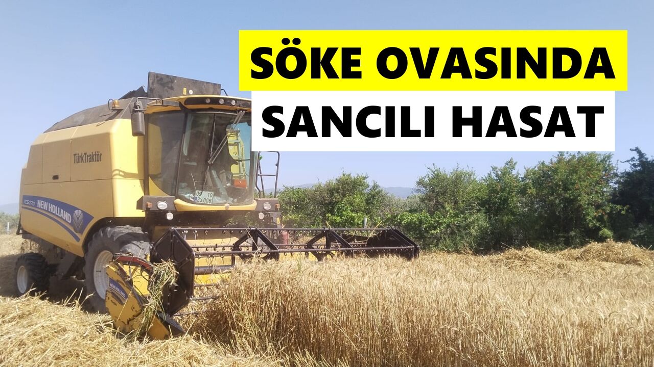 Söke Ovasında sancılı hasat