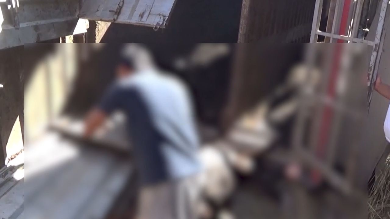 Canlı Hayvan Yüklü Tır Devrildi Hayvanlar Telef Oldu, Kaçanlar Aranıyor-1