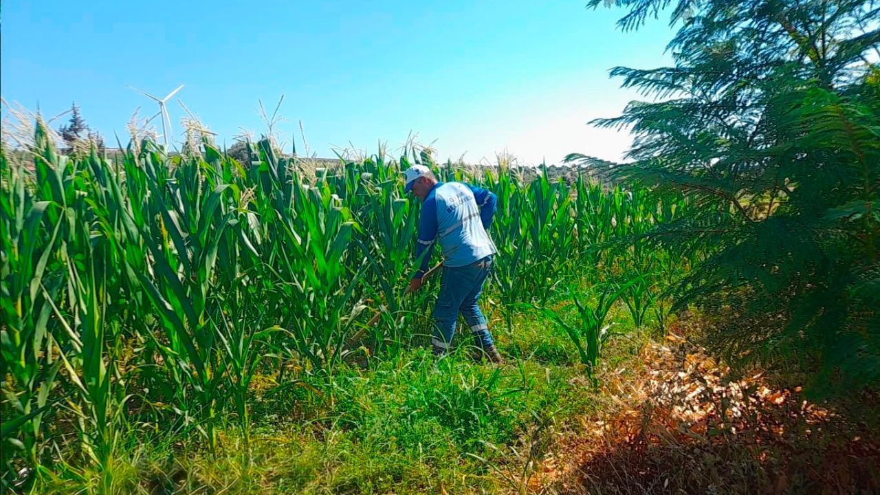 Didim Belediyesi Üretimde Vites Yükseltti! Fidanlıktan Sofralara Uzanan Model