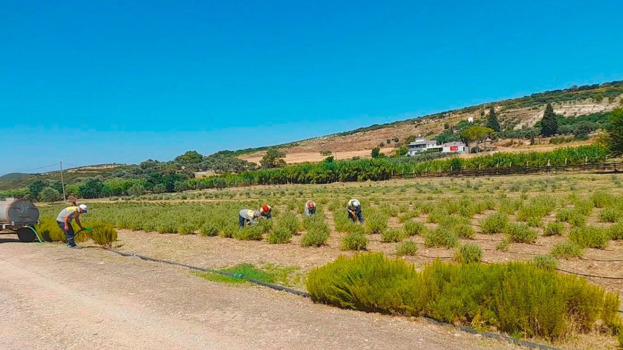 Didim Belediyesi Üretimde Vites Yükseltti! Fidanlıktan Sofralara Uzanan Model6