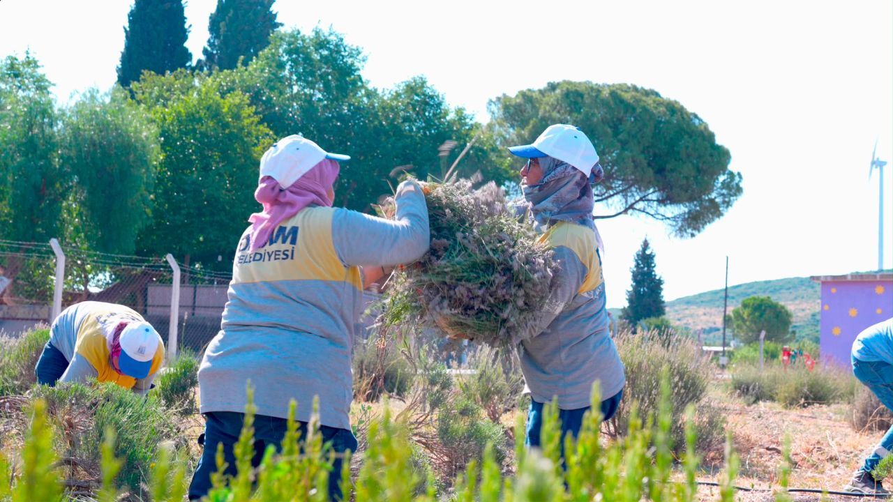 Didim'de Lavanta Hasadı Başladı 2