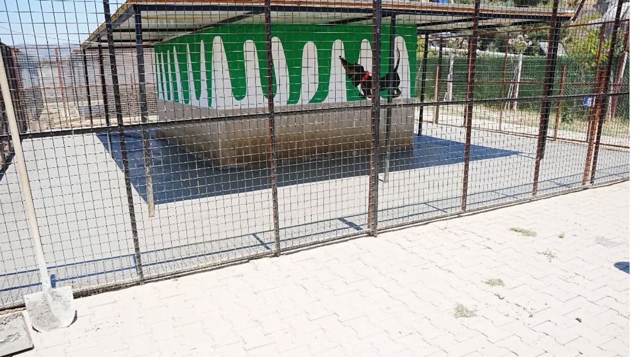 Germencik'te Dikkat Çeken Hayvan Barınağı Hamlesi2