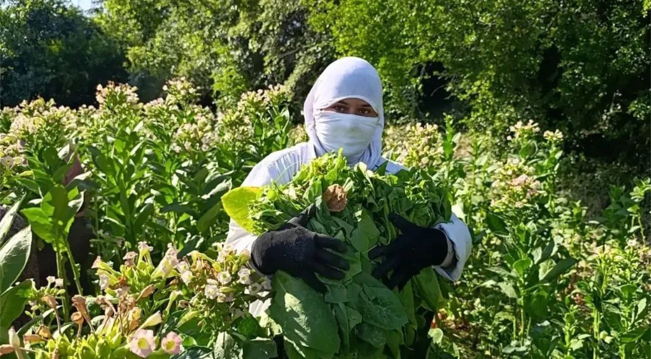 Karacasu'da Tütün Kırım Sezonu Açıldı 2