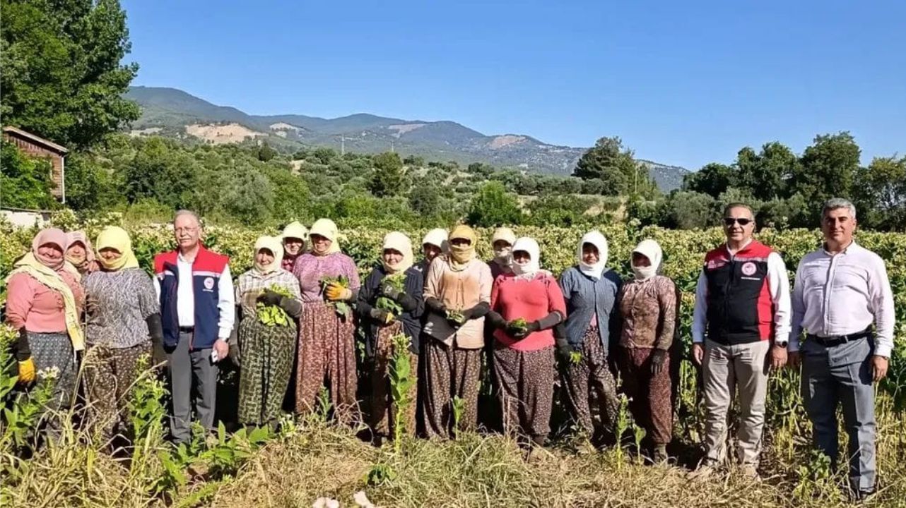 Karacasu'da Tütün Kırım Sezonu Açıldı 3