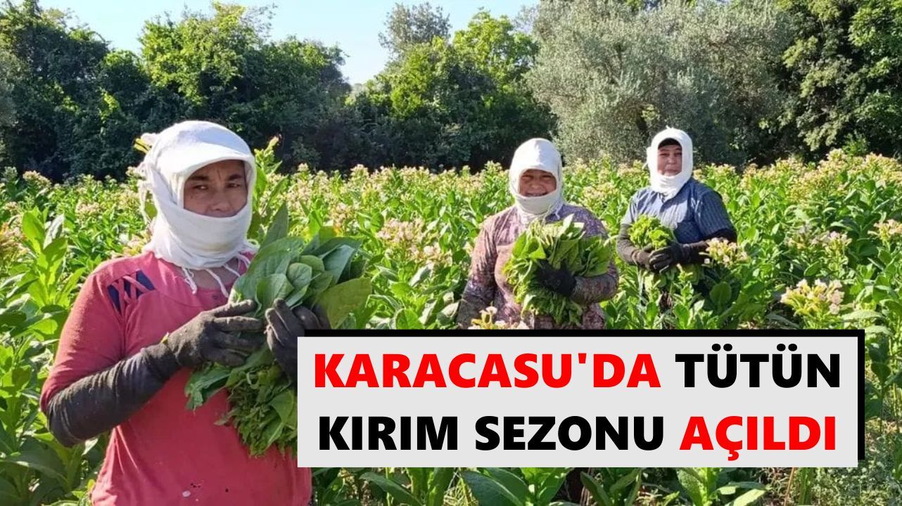 Karacasu