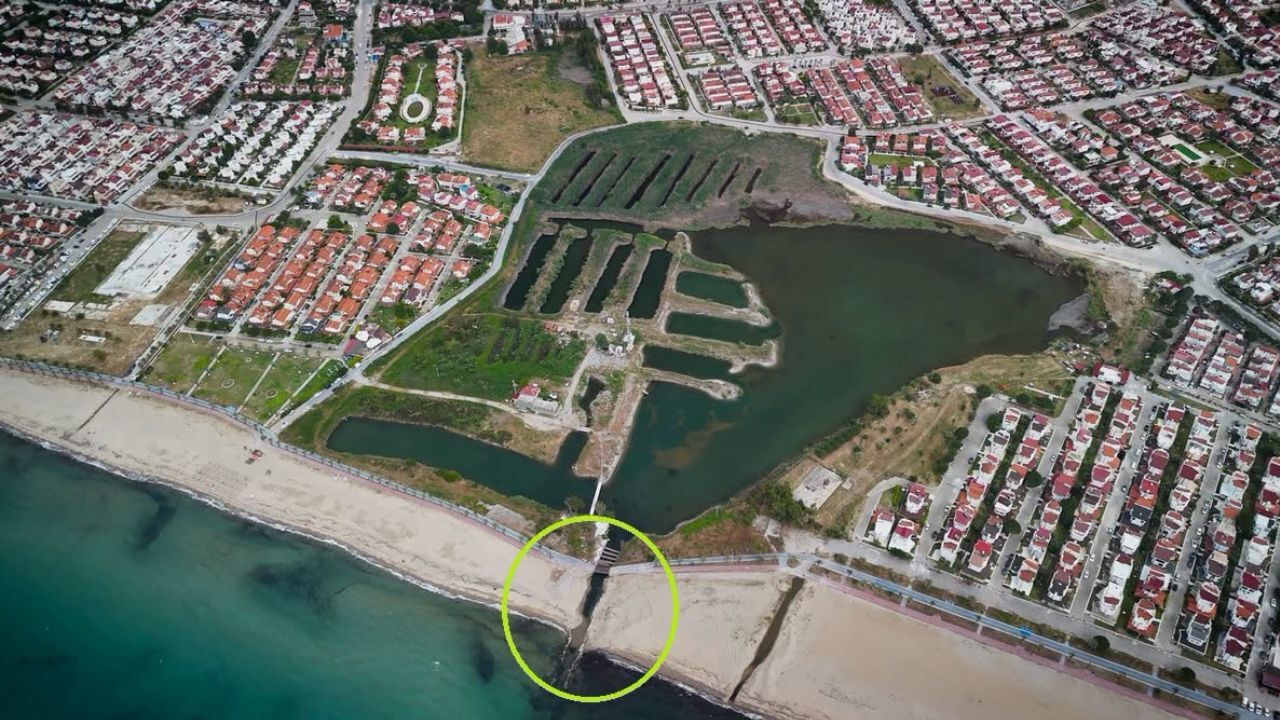 Kuşadası'nın Son Sulak Alanı Alarm Veriyor!4