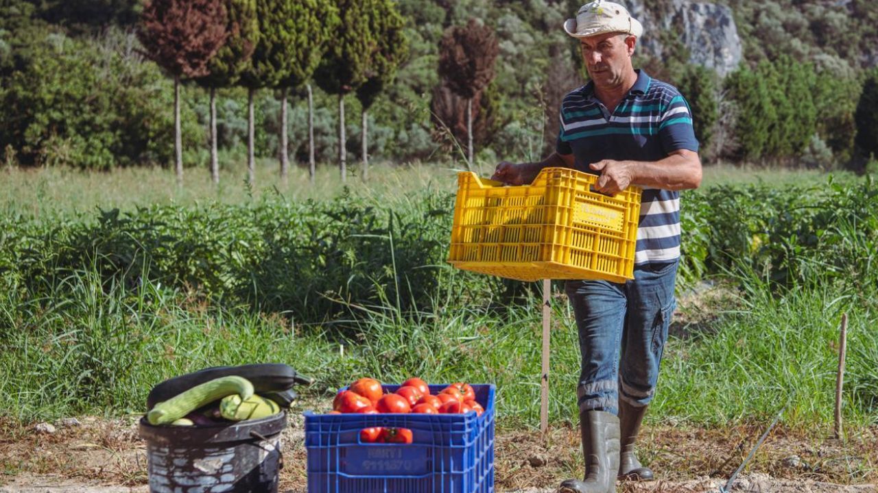 Kuşadası’nda Yaz Bereketi Başladı! Hasat Sofralara Ulaşıyor9