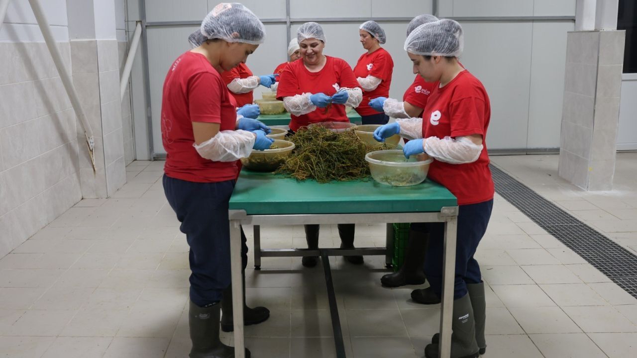 Tarladan Amerika’ya! Efeler’in Kadın Emeği Dünyaya Açılıyor 5