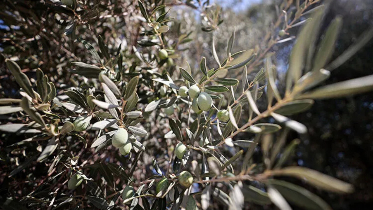 Aydın'da zeytin üreticilerine çok önemli uyarı