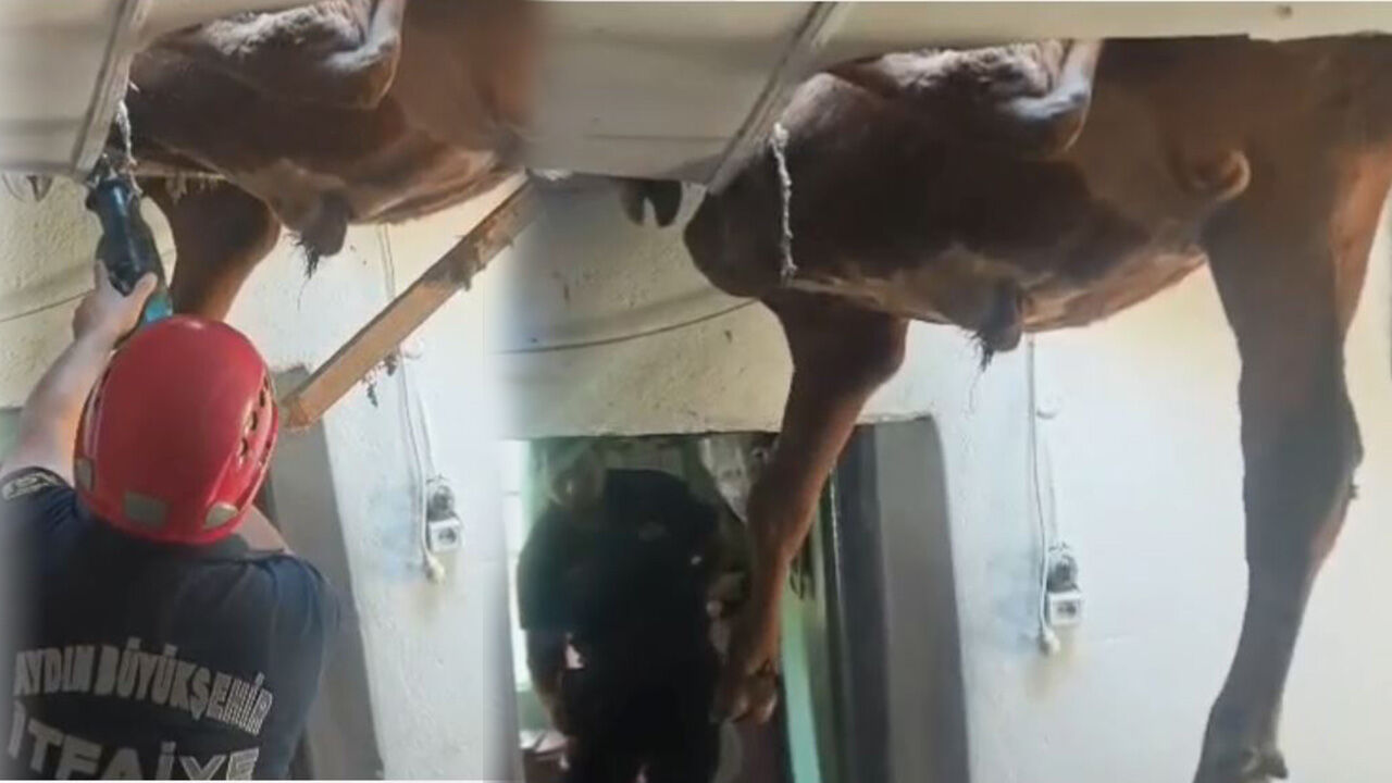 Aydın'da bu da oldu! Çatıdan evin içine dana düştü!
