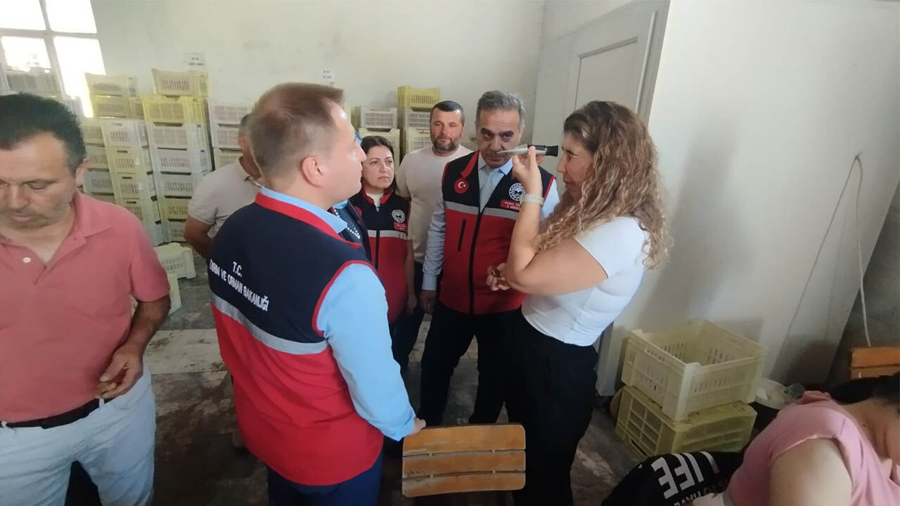 Kuru İnci̇r Deneti̇m Aydin