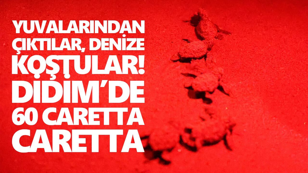 Yuvalarından çıktılar, denize koştular! Didim’de 60 caretta caretta