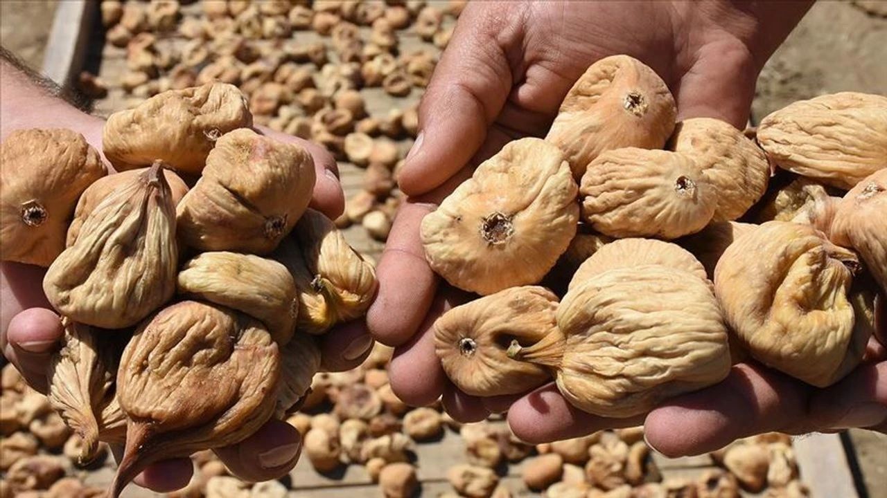 Aydın inciri ihracatta yüzleri güldürdü